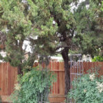 Mas Unlimited Residential & Commercial Fresno CA Fencing Redwood 4